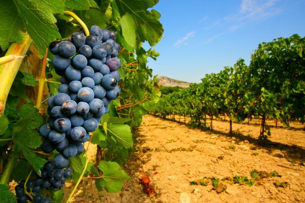 Entre vignobles et oliviers en Provence