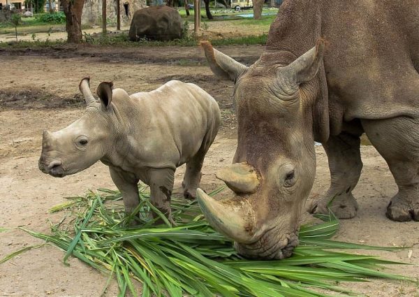 Bali Safari & Marine Park - Rhino Package